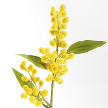 Load image into Gallery viewer, MIMOSA CUTTINGS 11", SET OF 12