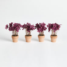 Load image into Gallery viewer, MINI OXALIS POTTED DROP-IN 7" ST/4
