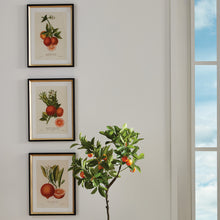 Load image into Gallery viewer, CITRUS CUTTINGS STUDY, SET OF 4