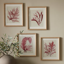 Load image into Gallery viewer, WATERCOLOR SEAWEED PRINTS, SET OF 4