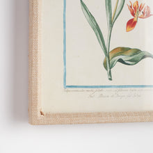 Load image into Gallery viewer, DAINTY FLORA & FAUNA STUDY, SET OF 9