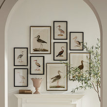 Load image into Gallery viewer, AQUATIC BIRDS STUDY, SET OF 9