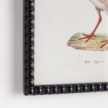 Load image into Gallery viewer, AQUATIC BIRDS STUDY, SET OF 9