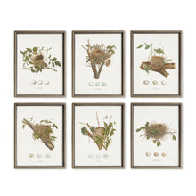 Load image into Gallery viewer, ASSORTED BIRD NEST STUDY ST/6