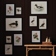 Load image into Gallery viewer, ASSORTED BIRD NEST STUDY ST/6