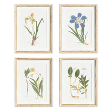 Load image into Gallery viewer, ASSORTED PRESSED FLOWER STUDY ST/4