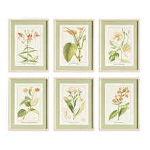 Load image into Gallery viewer, ASSORTED BLOOMING PLANT STUDY ST/6
