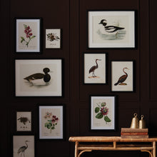 Load image into Gallery viewer, WADING DUCK PRINTS ST/2