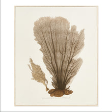 Load image into Gallery viewer, CORAL FAN GICLEE