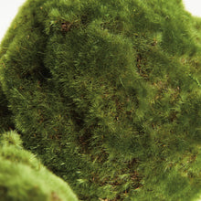 Load image into Gallery viewer, MOSS ORBS 7" ST/3