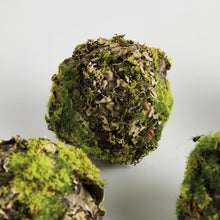 Load image into Gallery viewer, MOSSY LICHEN ORBS 3.5" ST/6