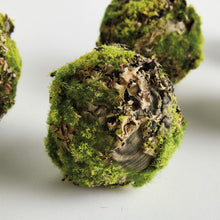 Load image into Gallery viewer, MOSSY LICHEN ORBS 3.5" ST/6
