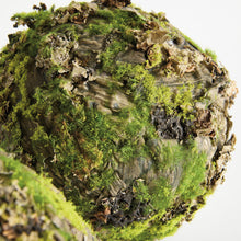 Load image into Gallery viewer, MOSSY LICHEN ORBS 8" ST/2