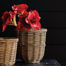Load image into Gallery viewer, AMARYLLIS STEMS ST/2