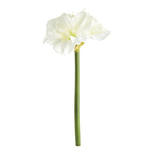 Load image into Gallery viewer, AMARYLLIS STEMS ST/2
