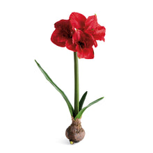 Load image into Gallery viewer, AMARYLLIS BULB ST/2
