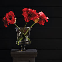 Load image into Gallery viewer, AMARYLLIS BULB ST/2