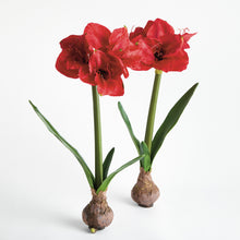Load image into Gallery viewer, AMARYLLIS BULB ST/2