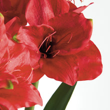Load image into Gallery viewer, AMARYLLIS BULB ST/2