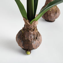 Load image into Gallery viewer, AMARYLLIS BULB ST/2