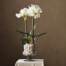 Load image into Gallery viewer, AMARYLLIS BULB ST/2