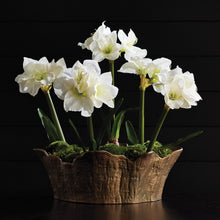 Load image into Gallery viewer, AMARYLLIS BULB ST/2