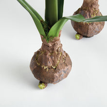 Load image into Gallery viewer, AMARYLLIS BULB ST/2