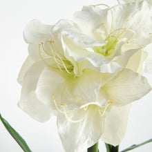 Load image into Gallery viewer, AMARYLLIS BULB ST/2