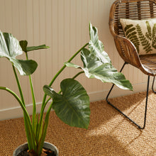 Load image into Gallery viewer, ALOCASIA POTTED 42"