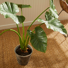 Load image into Gallery viewer, ALOCASIA POTTED 42"