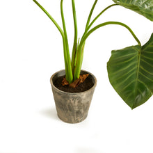 Load image into Gallery viewer, ALOCASIA POTTED 42"