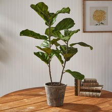 Load image into Gallery viewer, FIDDLE LEAF FIG POTTED 43"