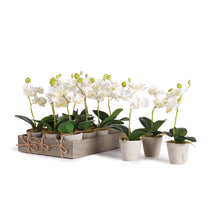 Load image into Gallery viewer, MINI PHALAENOPSIS 9" POTTED, Set of 12