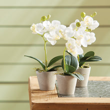 Load image into Gallery viewer, MINI PHALAENOPSIS 9" POTTED, Set of 12