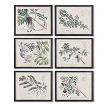Load image into Gallery viewer, Berry Branch Botanical Study, Set of 6