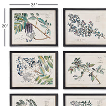 Load image into Gallery viewer, Berry Branch Botanical Study, Set of 6