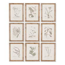 Load image into Gallery viewer, Botanical Illustrations, Set of 9