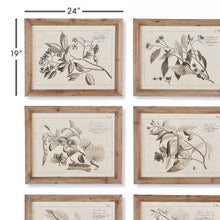 Load image into Gallery viewer, Fruit Bearing Branch Illustrations, Set of 6