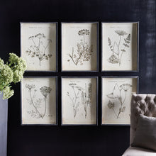 Load image into Gallery viewer, Wildflower Study, Set of 6