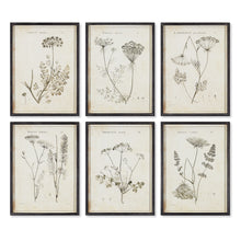 Load image into Gallery viewer, Wildflower Study, Set of 6