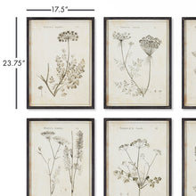 Load image into Gallery viewer, Wildflower Study, Set of 6
