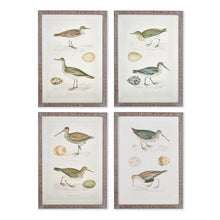 Load image into Gallery viewer, COASTAL BIRDS STUDY, SET OF 4