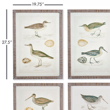 Load image into Gallery viewer, COASTAL BIRDS STUDY, SET OF 4