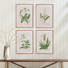 Load image into Gallery viewer, VINTAGE BOTANICAL STUDY, SET OF 4