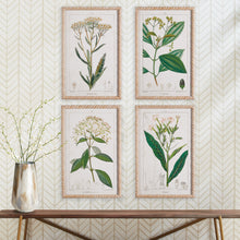 Load image into Gallery viewer, MEADOW BOTANICAL STUDY, SET OF 4