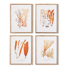 Load image into Gallery viewer, CORAL REEF STUDY, SET OF 4