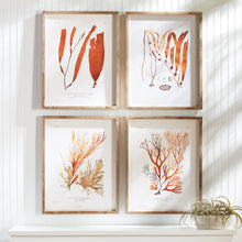 Load image into Gallery viewer, CORAL REEF STUDY, SET OF 4