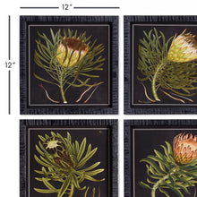 Load image into Gallery viewer, PROTEA PETITE PRINTS, SET OF 4