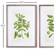 Load image into Gallery viewer, GUAVA PRINTS, SET OF 2