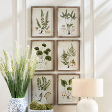 Load image into Gallery viewer, SHADE GARDEN STUDY, SET OF 6